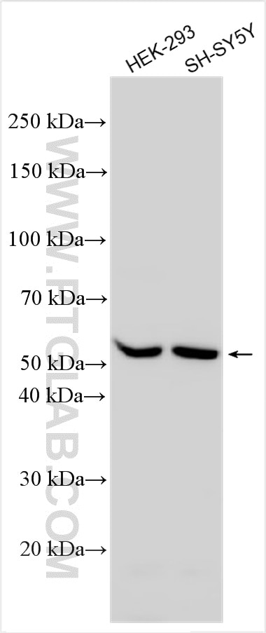 Western Blot (WB) analysis of various lysates using DRD2 Polyclonal antibody (55084-1-AP)