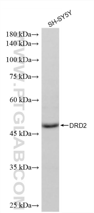 WB analysis of SH-SY5Y using 88509-1-RR Western Blot (WB) analysis of SH-SY5Y cells using DRD2 Recombinant monoclonal antibody (88509-1-RR)
