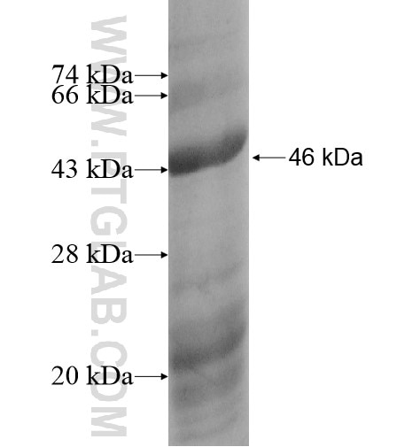 DRD2 fusion protein Ag14162 SDS-PAGE