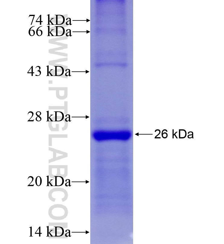 DRD2 fusion protein Ag16821 SDS-PAGE