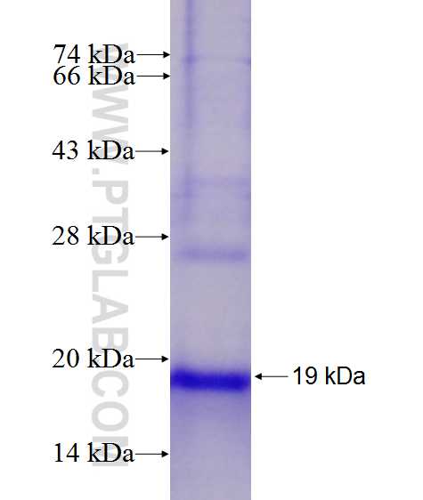 DRD3 fusion protein Ag27502 SDS-PAGE