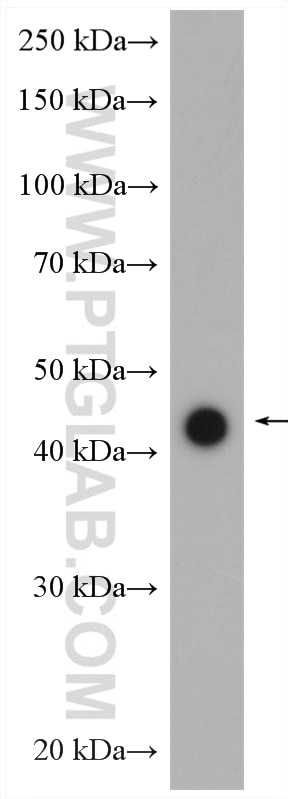 Western Blot (WB) analysis of mouse brain tissue using DRD4 Polyclonal antibody (28094-1-AP)