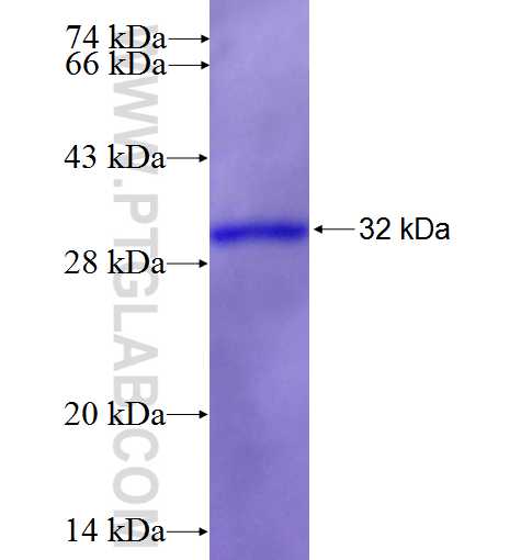 DRD4 fusion protein Ag26930 SDS-PAGE