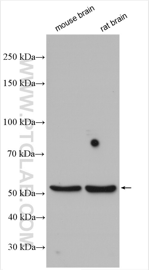 Western Blot (WB) analysis of various lysates using DRD5 Polyclonal antibody (20310-1-AP)