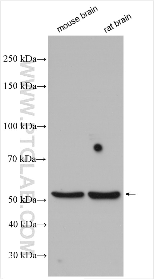 Western Blot (WB) analysis of various lysates using DRD5 Polyclonal antibody (20310-1-AP)