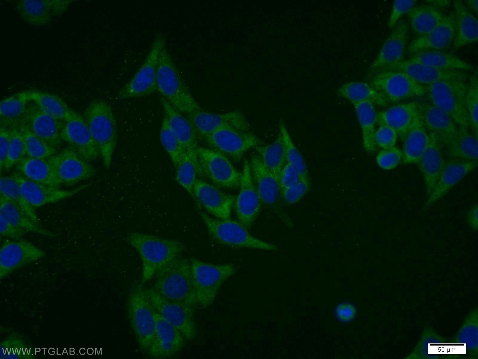 Immunofluorescence (IF) / fluorescent staining of HepG2 cells using DRG1 Polyclonal antibody (13190-1-AP)