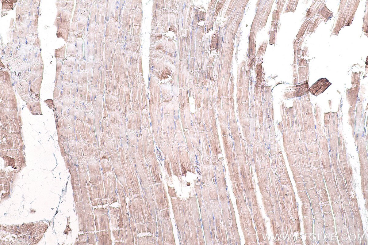 Immunohistochemistry (IHC) staining of rat skeletal muscle tissue using DRG1 Polyclonal antibody (13190-1-AP)