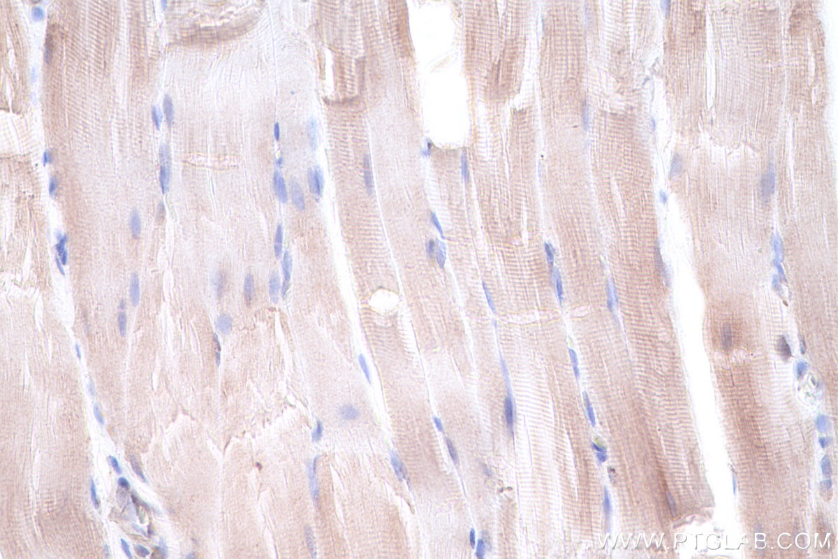 Immunohistochemistry (IHC) staining of rat skeletal muscle tissue using DRG1 Polyclonal antibody (13190-1-AP)