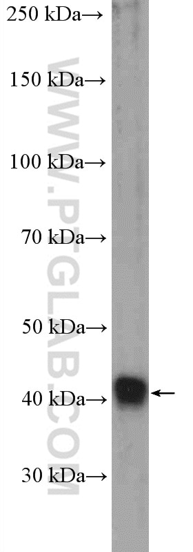 Western Blot (WB) analysis of PC-12 cells using DRG1 Polyclonal antibody (13190-1-AP)