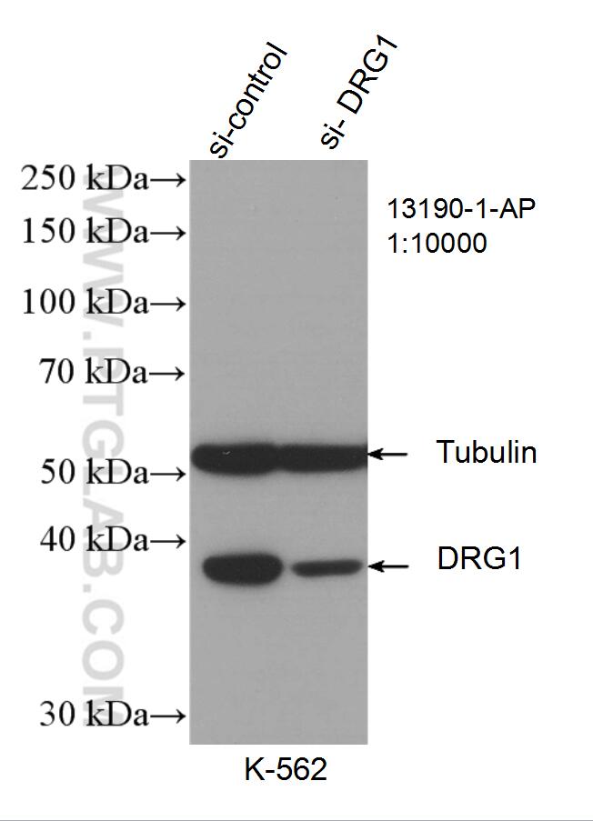 Western Blot (WB) analysis of K-562 cells using DRG1 Polyclonal antibody (13190-1-AP)