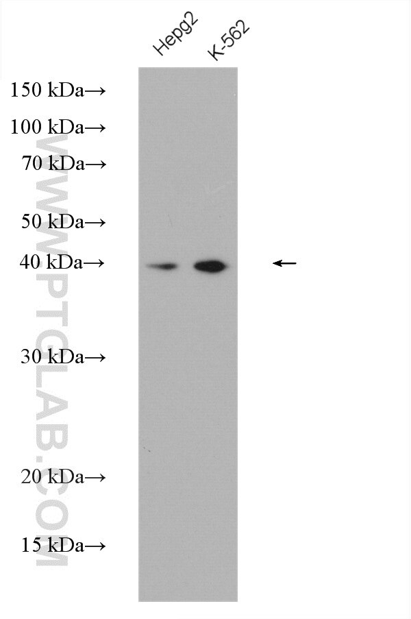 Western Blot (WB) analysis of various lysates using DRG1 Polyclonal antibody (13190-1-AP)