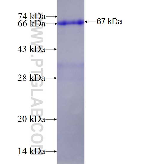 DRG1 fusion protein Ag3866 SDS-PAGE