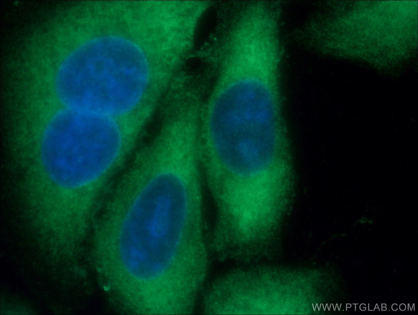Immunofluorescence (IF) / fluorescent staining of HepG2 cells using DRG2 Polyclonal antibody (14743-1-AP)