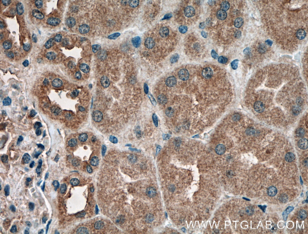 Immunohistochemistry (IHC) staining of human kidney tissue using DRG2 Polyclonal antibody (14743-1-AP)
