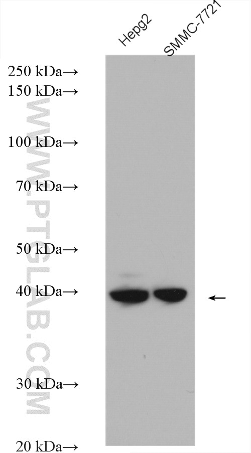 Western Blot (WB) analysis of various lysates using DRG2 Polyclonal antibody (14743-1-AP)