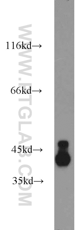 Western Blot (WB) analysis of mouse brain tissue using DRG2 Polyclonal antibody (14743-1-AP)