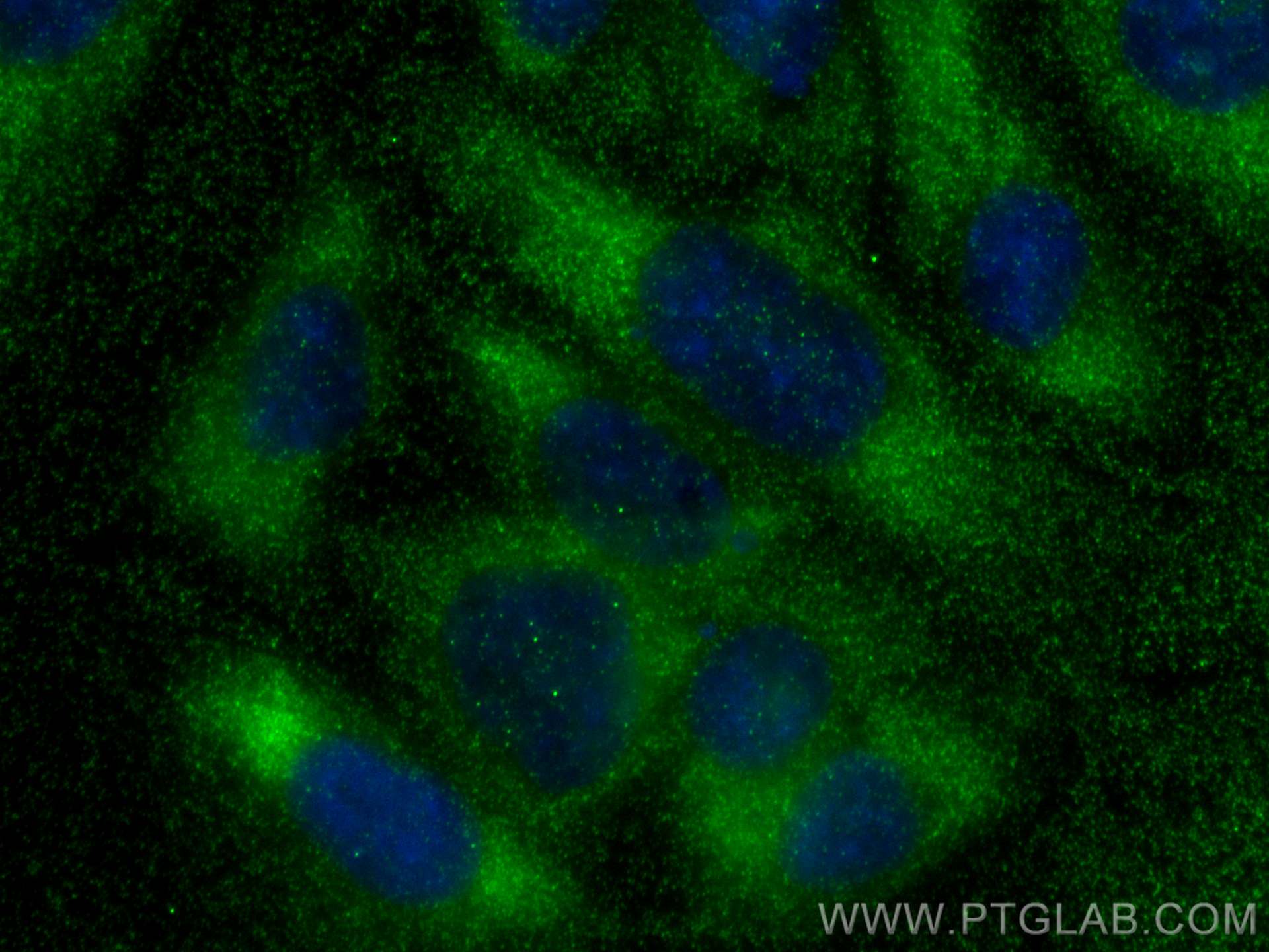 Immunofluorescence (IF) / fluorescent staining of Saos-2 cells using DRG2 Monoclonal antibody (67164-1-Ig)