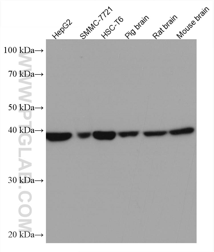 Western Blot (WB) analysis of various lysates using DRG2 Monoclonal antibody (67164-1-Ig)