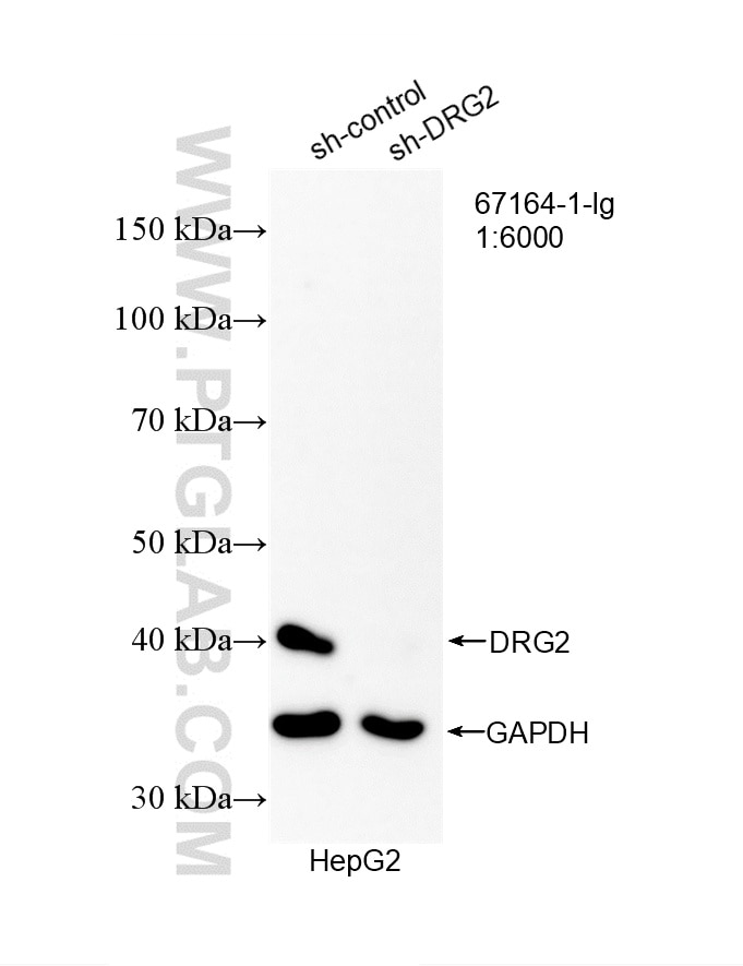Western Blot (WB) analysis of HepG2 cells using DRG2 Monoclonal antibody (67164-1-Ig)