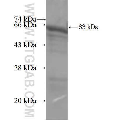 DRG2 fusion protein Ag6433 SDS-PAGE