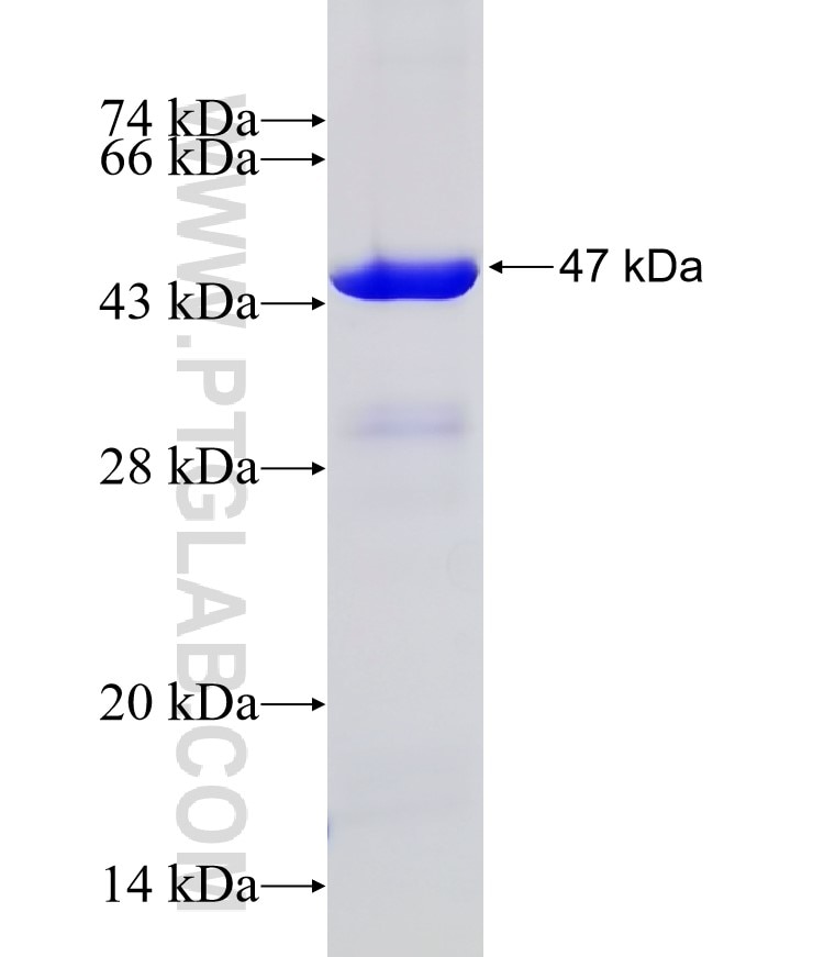 DRG2 fusion protein Ag6878 SDS-PAGE