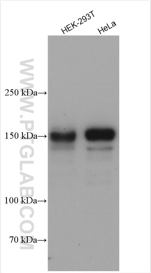 Western Blot (WB) analysis of various lysates using DROSHA Polyclonal antibody (27958-1-AP)