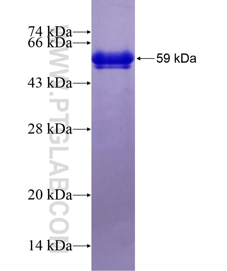 DROSHA fusion protein Ag27533 SDS-PAGE