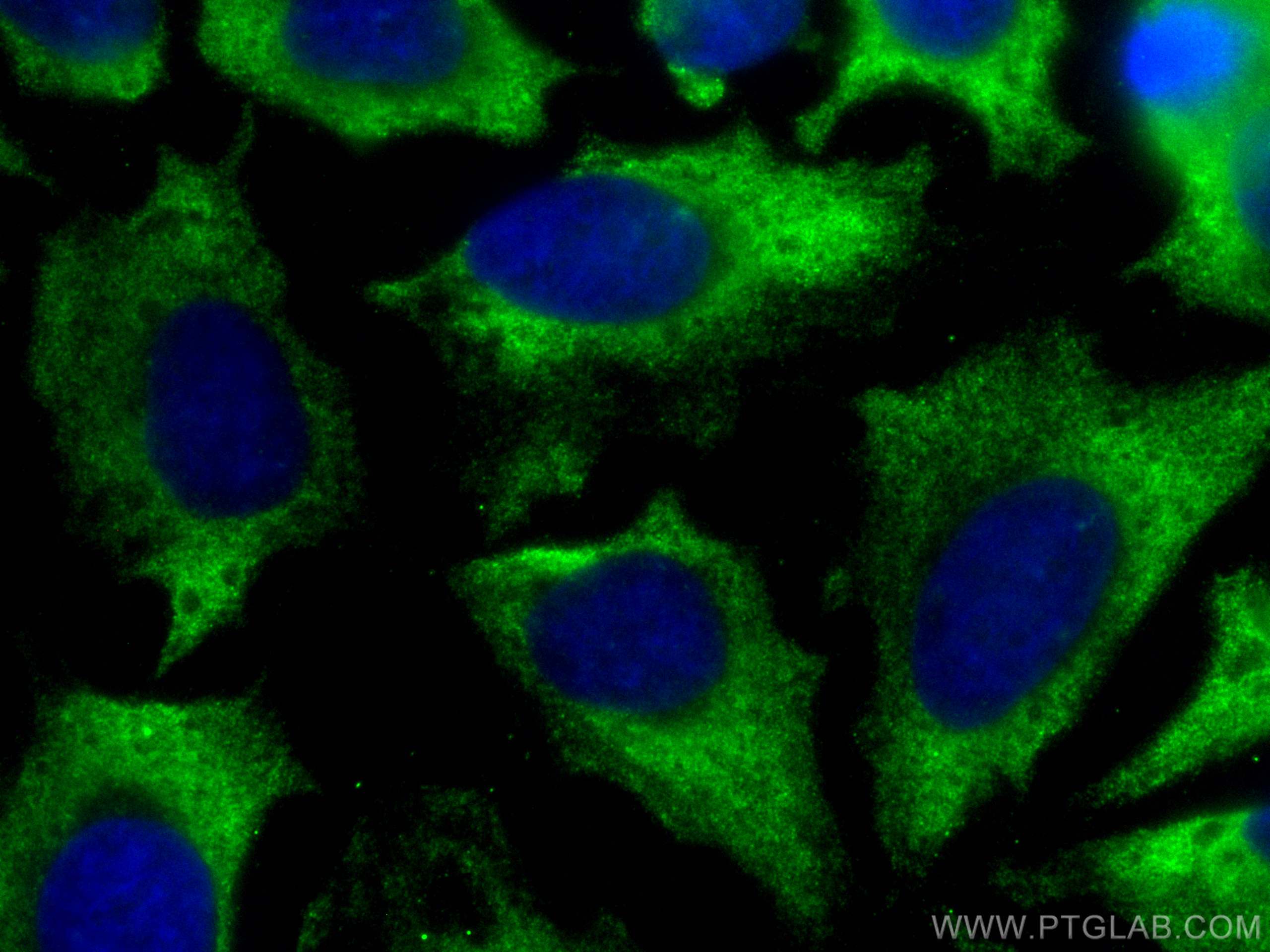 Immunofluorescence (IF) / fluorescent staining of HeLa cells using CoraLite® Plus 488-conjugated DRP1 (C-terminal) Re (CL488-81561)