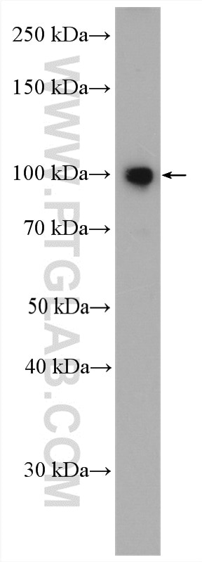 Western Blot (WB) analysis of mouse brain tissue using DRP2 Polyclonal antibody (26631-1-AP)