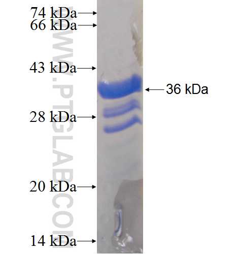 DRP2 fusion protein Ag24462 SDS-PAGE