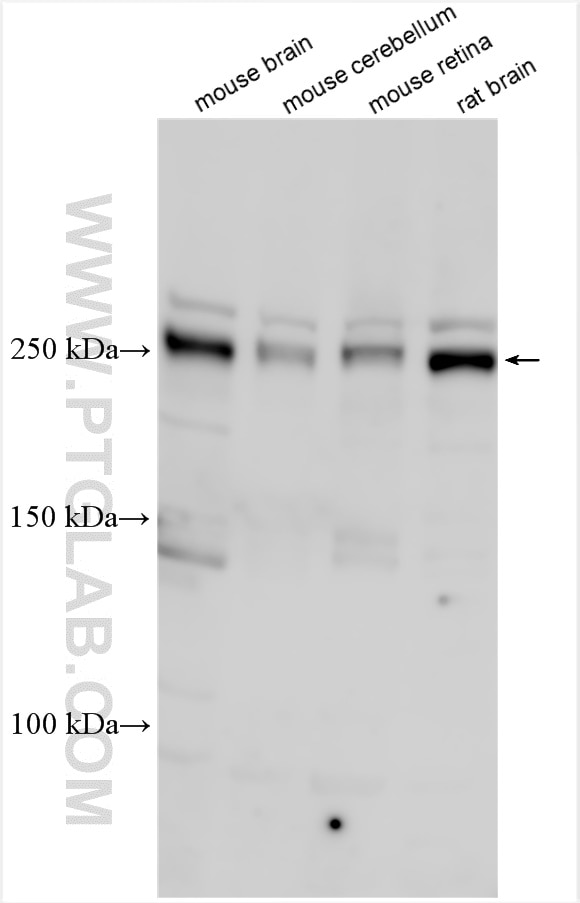 Western Blot (WB) analysis of various lysates using DSCAM Polyclonal antibody (13439-1-AP)