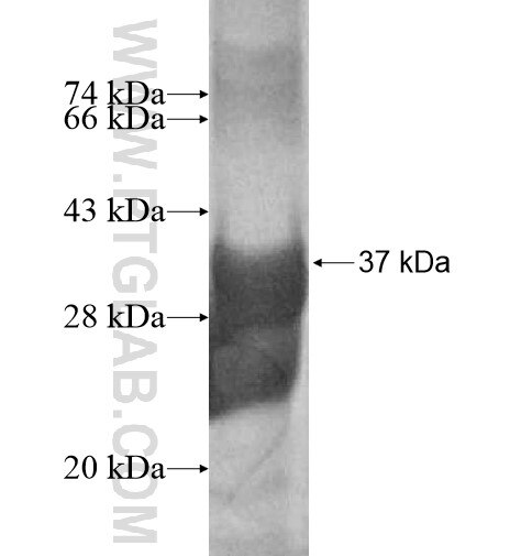 DSCAM fusion protein Ag13671 SDS-PAGE