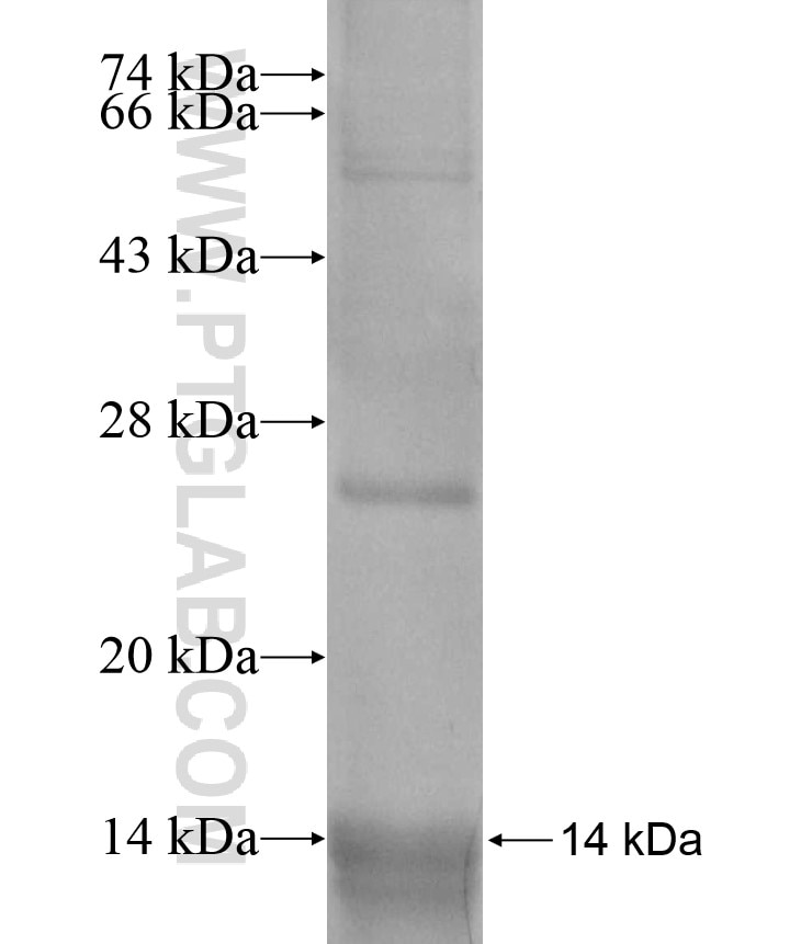 DSCAM fusion protein Ag13672 SDS-PAGE