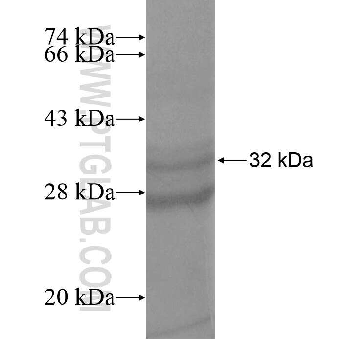 DSCAM fusion protein Ag13692 SDS-PAGE