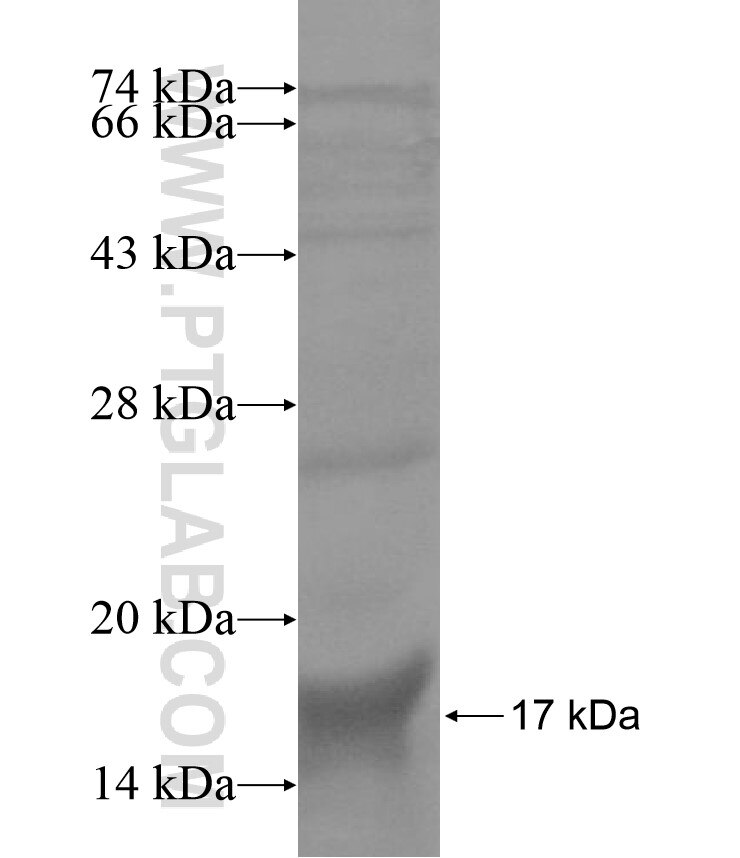 DSCAM fusion protein Ag13693 SDS-PAGE