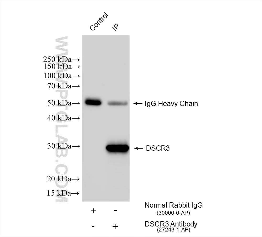 IP result of anti-DSCR3 (IP:27243-1-AP, 4ug; Detection:27243-1-AP 1:500) with U-937 cells lysate 2160 ug. Immunoprecipitation (IP) experiment of U-937 cells using DSCR3 Polyclonal antibody (27243-1-AP)