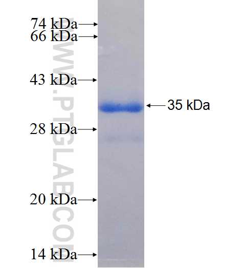 DSCR3 fusion protein Ag23350 SDS-PAGE