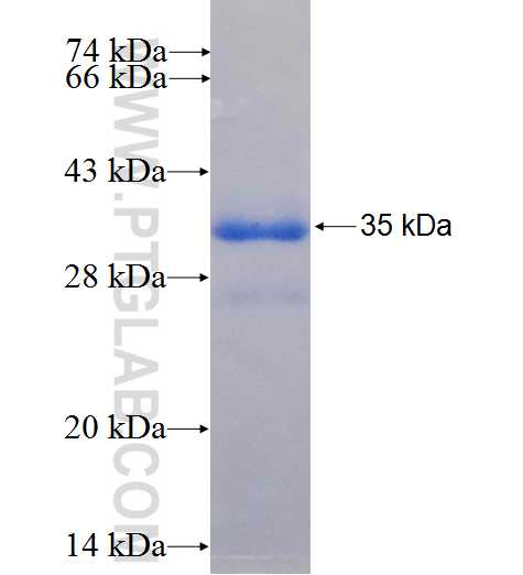 DSCR3 fusion protein Ag23350 SDS-PAGE