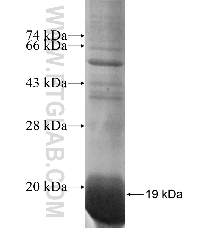 DSCR4 fusion protein Ag16546 SDS-PAGE