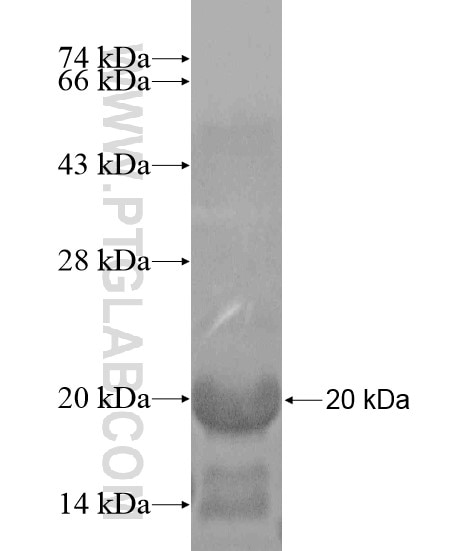 DSCR6 fusion protein Ag20383 SDS-PAGE
