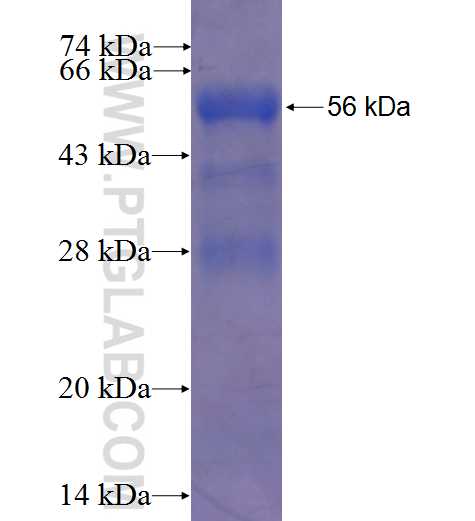 DSE fusion protein Ag0695 SDS-PAGE
