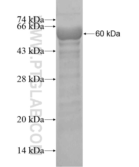 DSG1 fusion protein Ag20184 SDS-PAGE