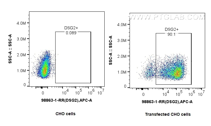 FC experiment of CHO using 98863-1-RR (same clone as 98863-1-PBS) Flow cytometry (FC) experiment of CHO cells using Anti-Human DSG2 Rabbit Recombinant Antibody (98863-1-RR)