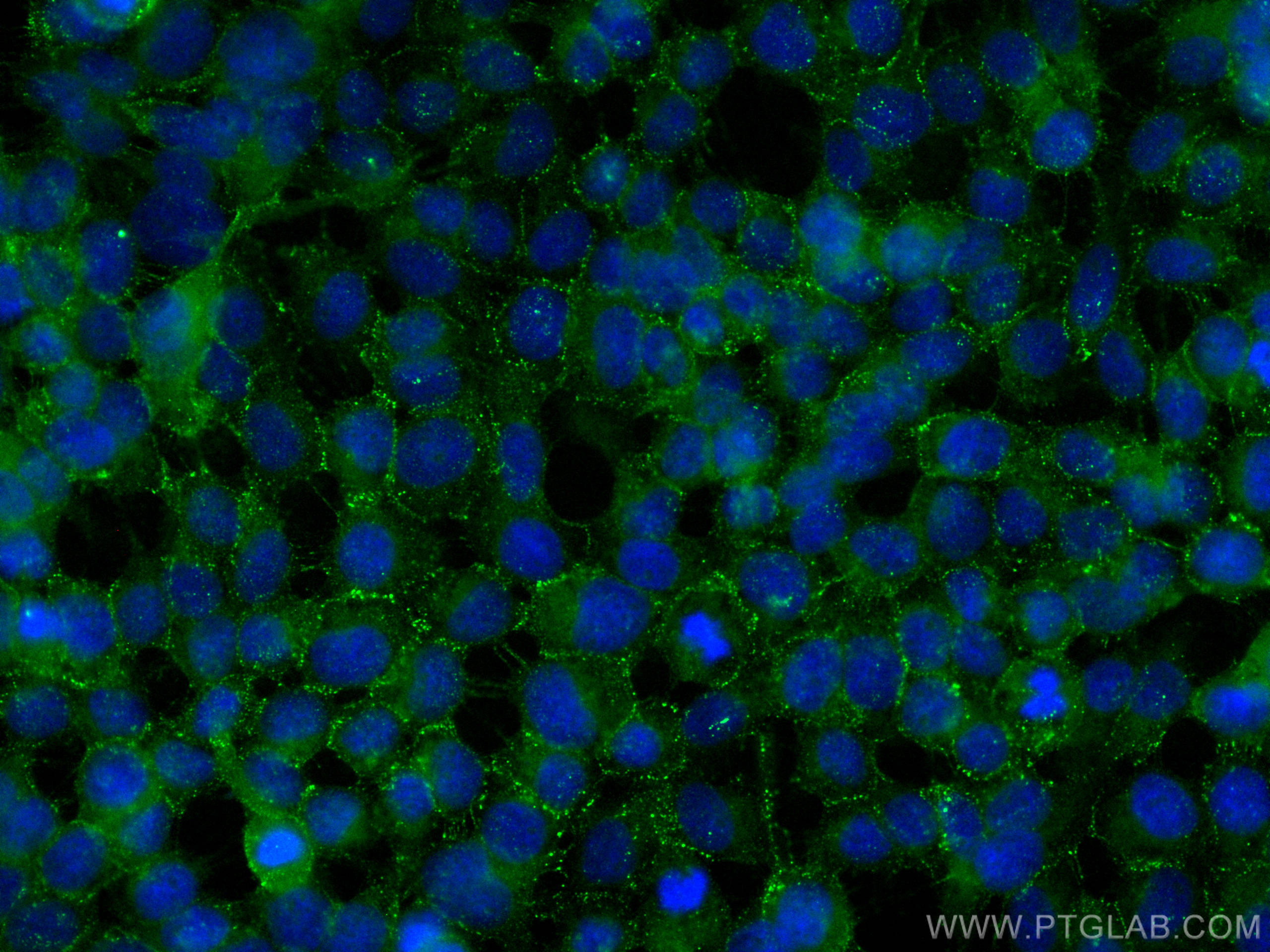 IF Staining of A431 using CL488-21880