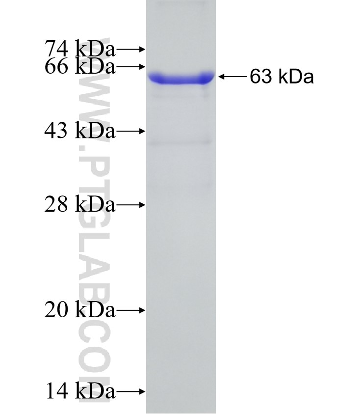 DSG2 fusion protein Ag16393 SDS-PAGE