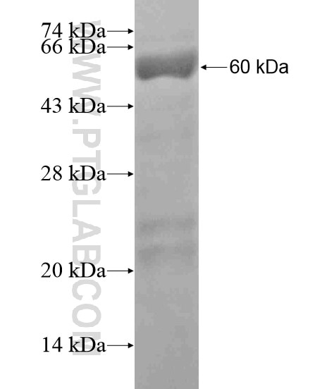 DSG4 fusion protein Ag19520 SDS-PAGE