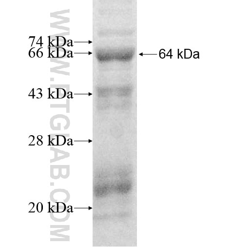 DSN1 fusion protein Ag11988 SDS-PAGE