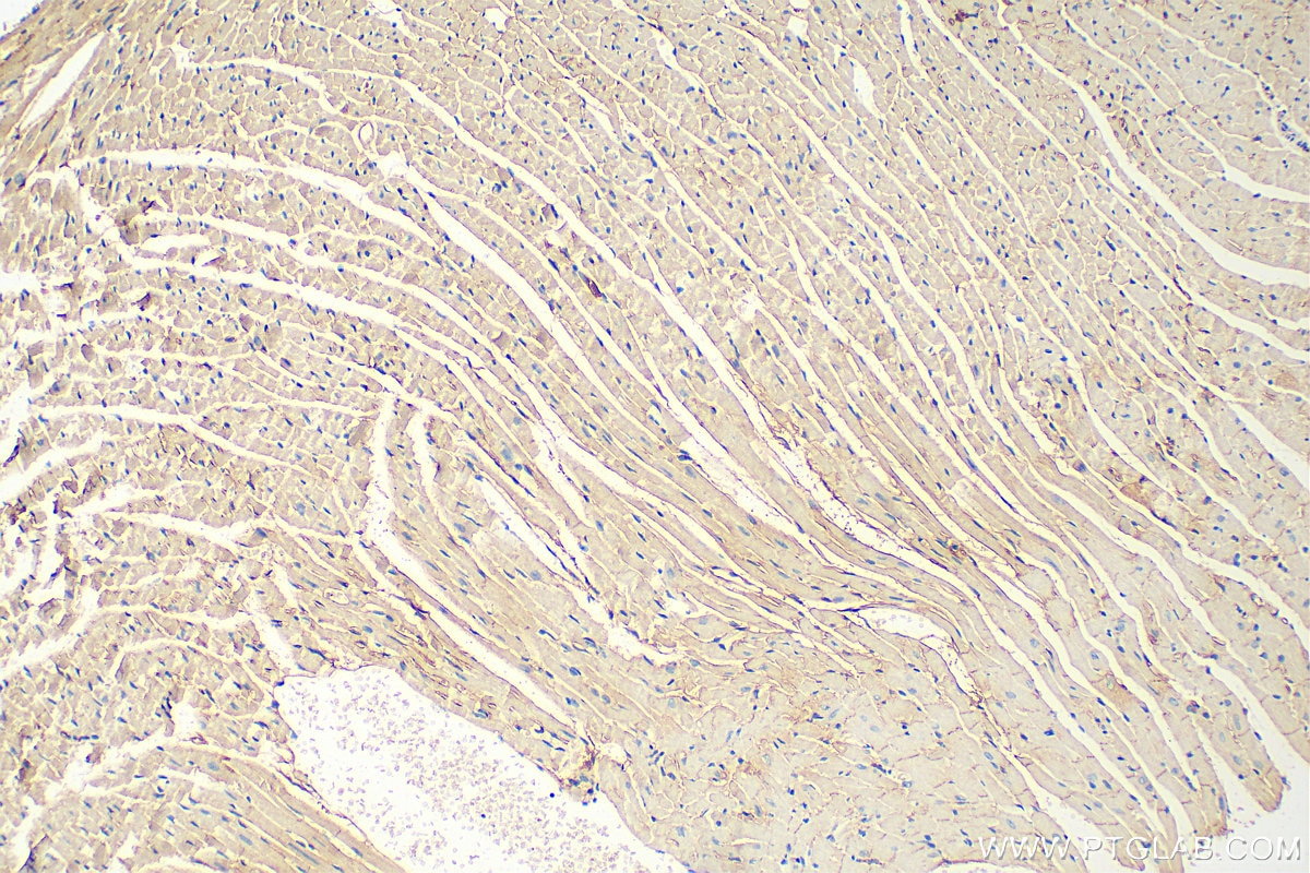IHC staining of mouse heart using 68364-1-Ig