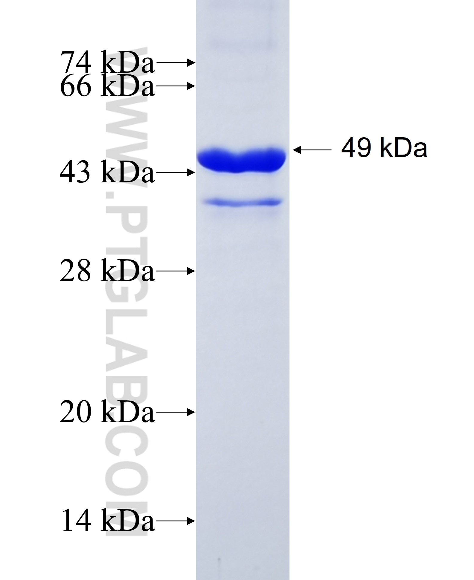 DSP fusion protein Ag30499 SDS-PAGE