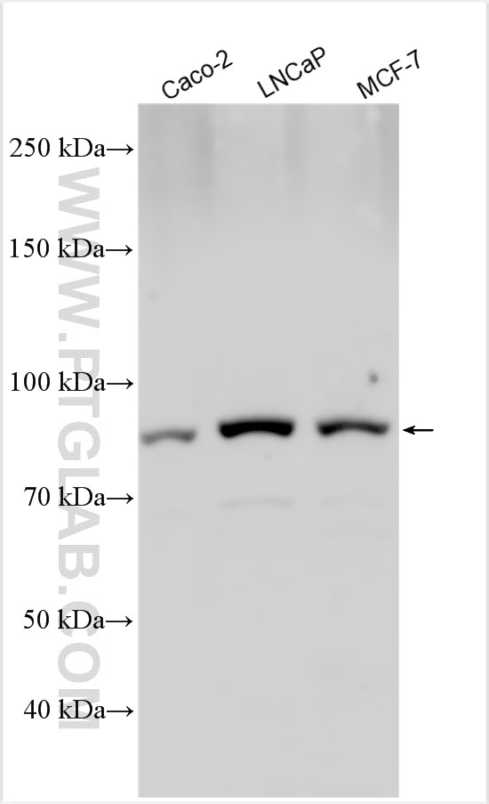 Western Blot (WB) analysis of various lysates using DSPP Polyclonal antibody (55396-1-AP)